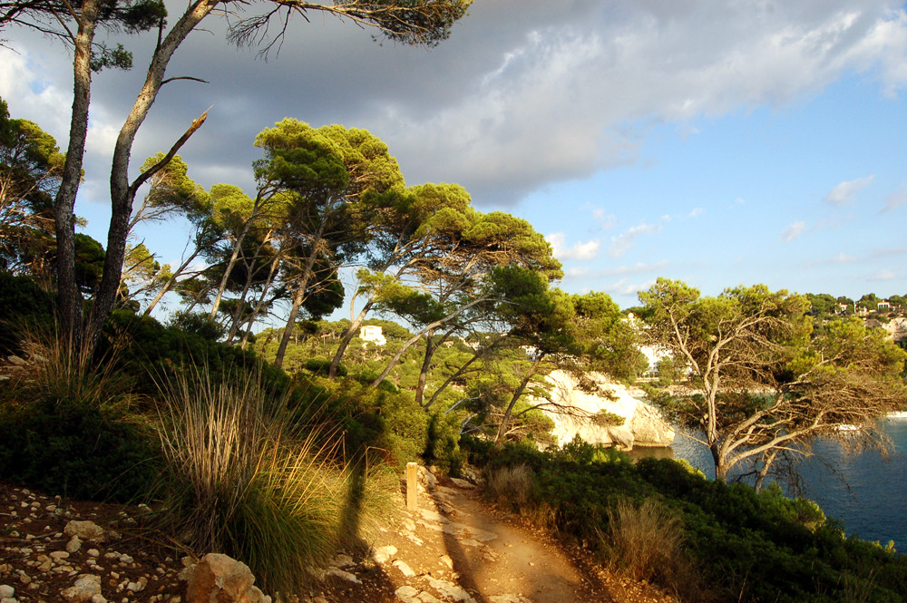 Bäume auf Menorca