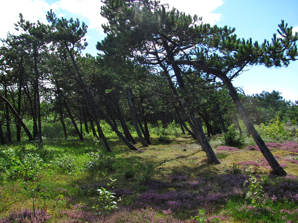 Bäume auf Sylt