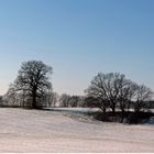 Bäume auf weißem Feld