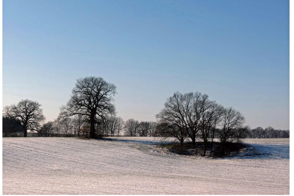 Bäume auf weißem Feld