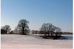 Bäume auf weißem Feld