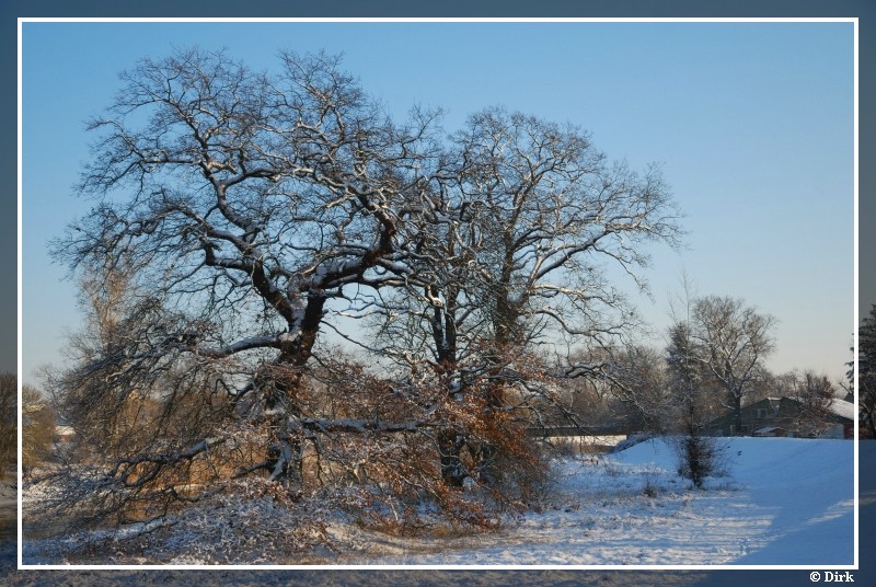 Bäume