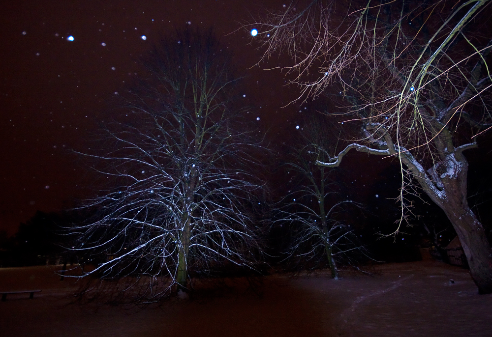 Bäume bei Nacht und Schnee