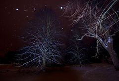 Bäume bei Nacht und Schnee