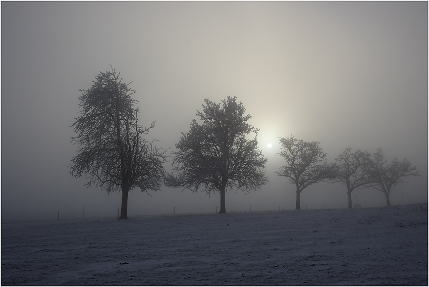 Bäume bei Sonne und Nebel