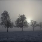 Bäume bei Sonne und Nebel