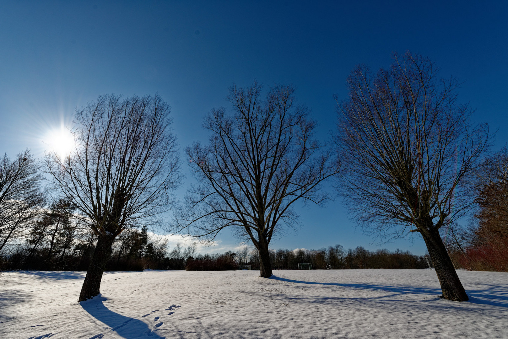 Bäume bei Sonne und Schnee