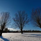 Bäume bei Sonne und Schnee