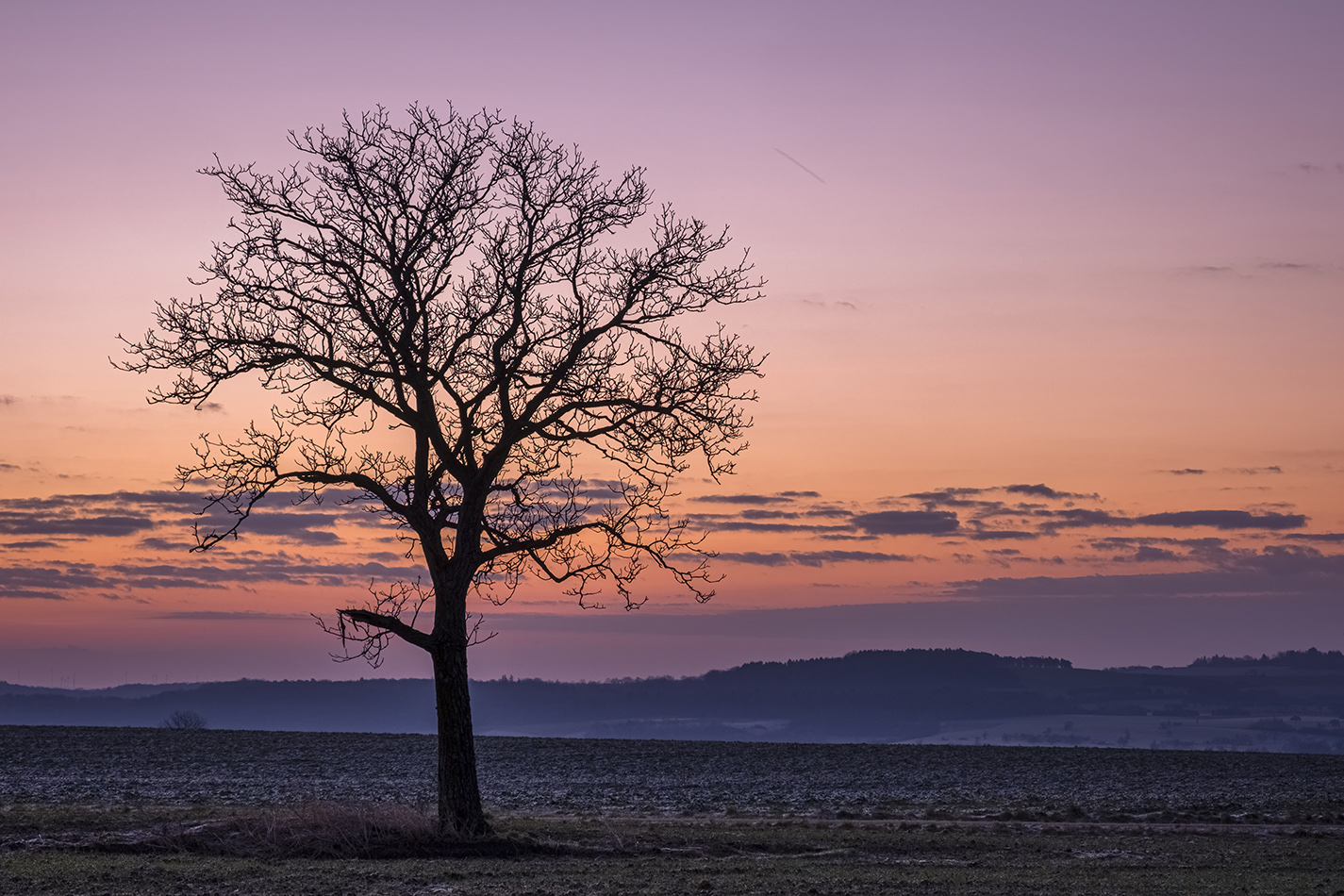 Baeume bei Sonnenaufgang#3