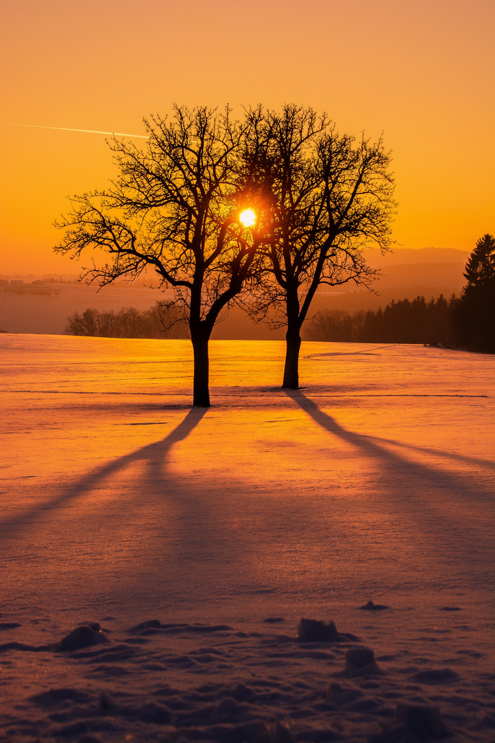 Bäume bei Sonnenuntergang