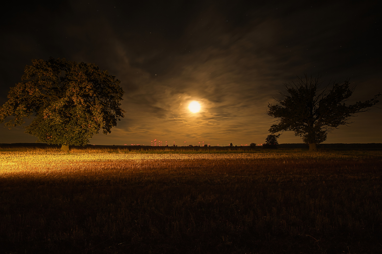 Bäume bei Vollmond..