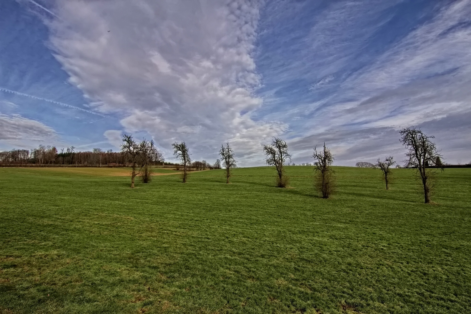 Bäume bei Wallefeld