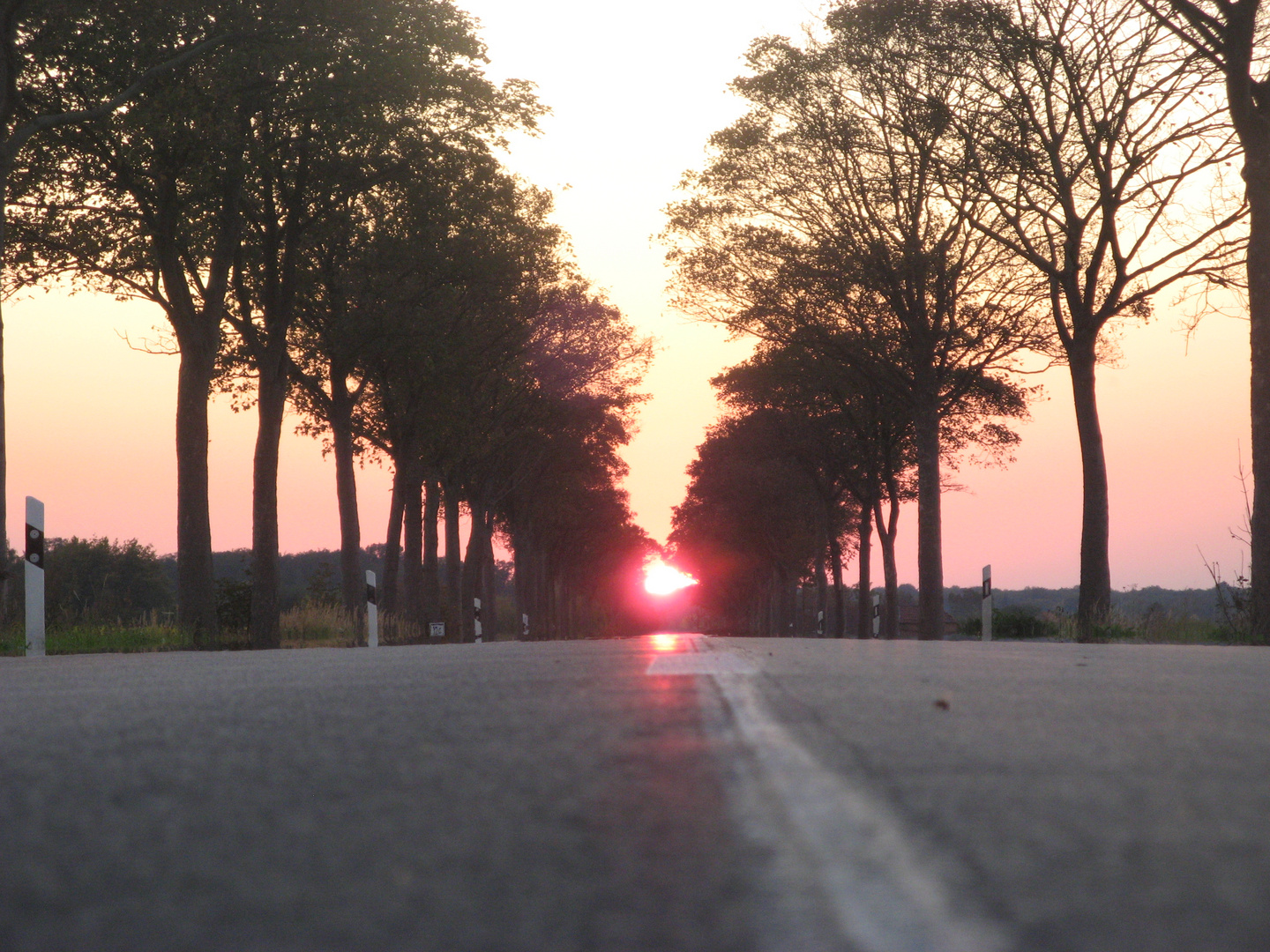 Bäume bis zum Ende der Straße