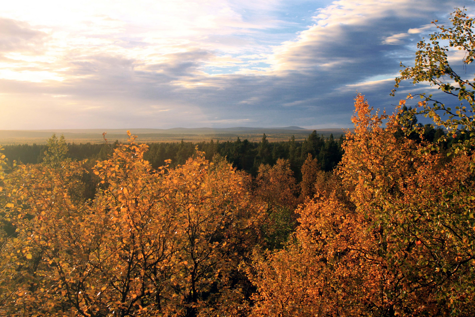 Bäume bis zum Horizont