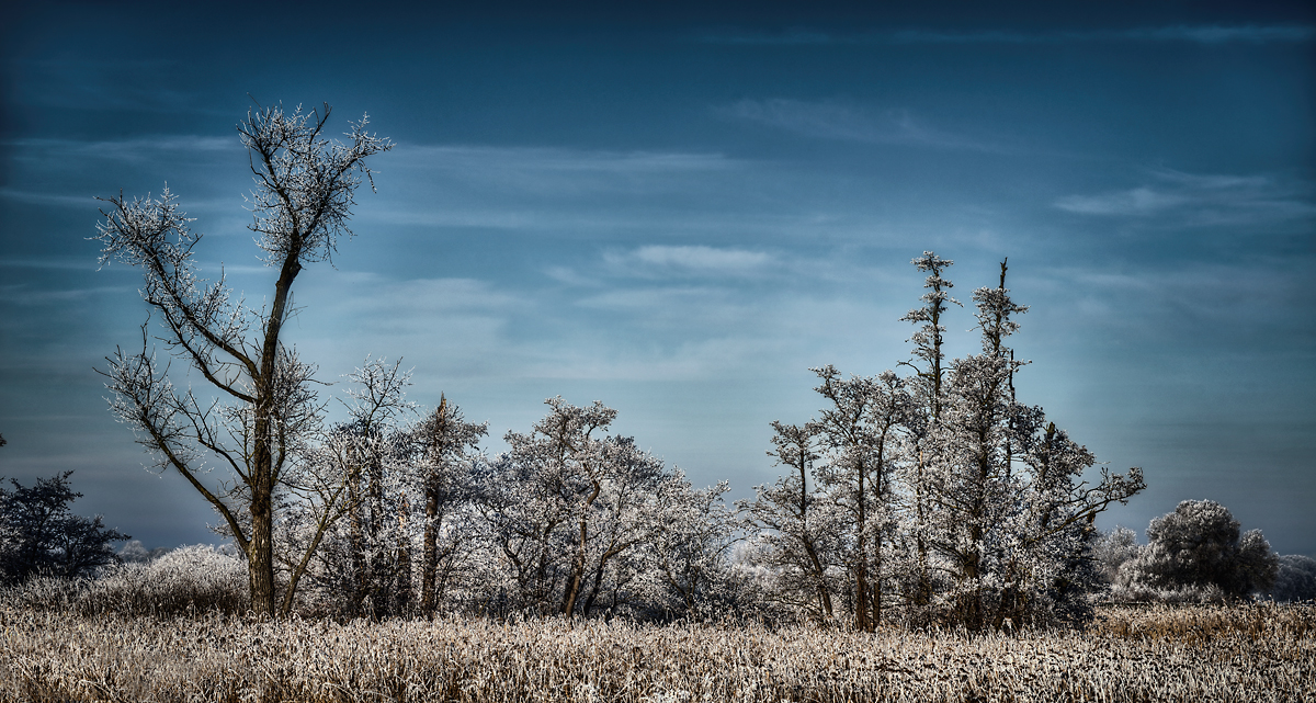 Bäume & Büsche im Frost