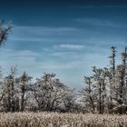 Bäume & Büsche im Frost