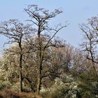 Bäume , Büsche Sträucher ,