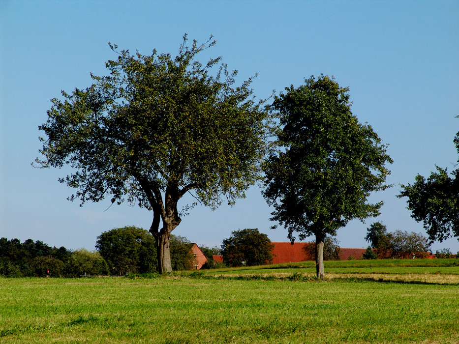 Bäume von Fotoanja 