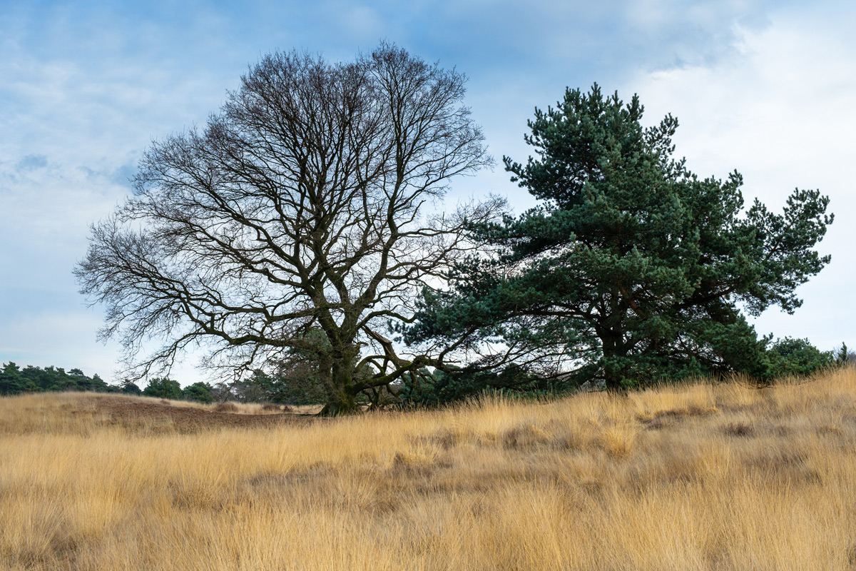 Bäume der Heide