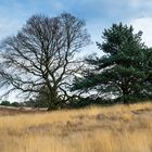 Bäume der Heide