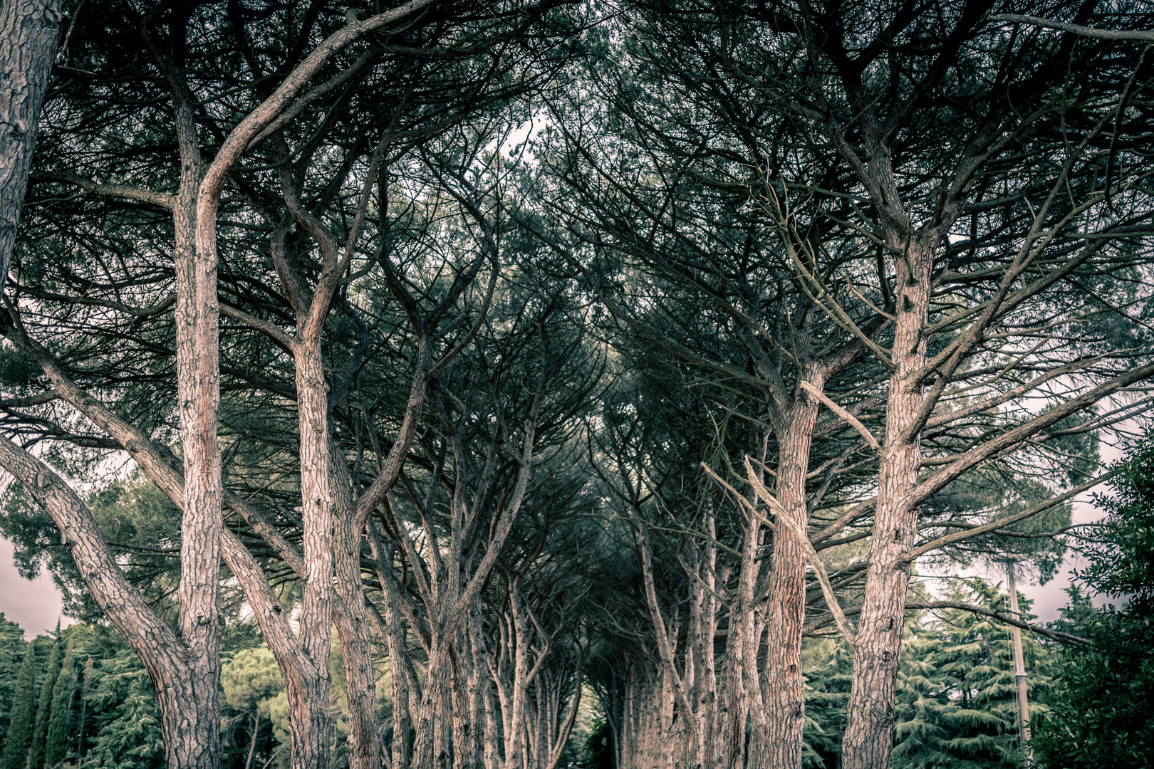 Bäume des Nationalparks auf den Brijuni-Inseln