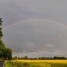 bäume die der wind formte