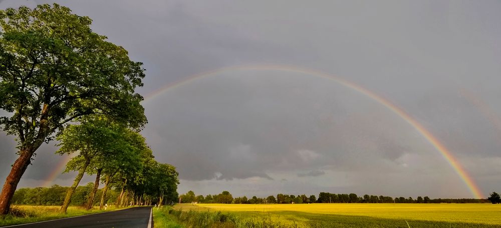 bäume die der wind formte