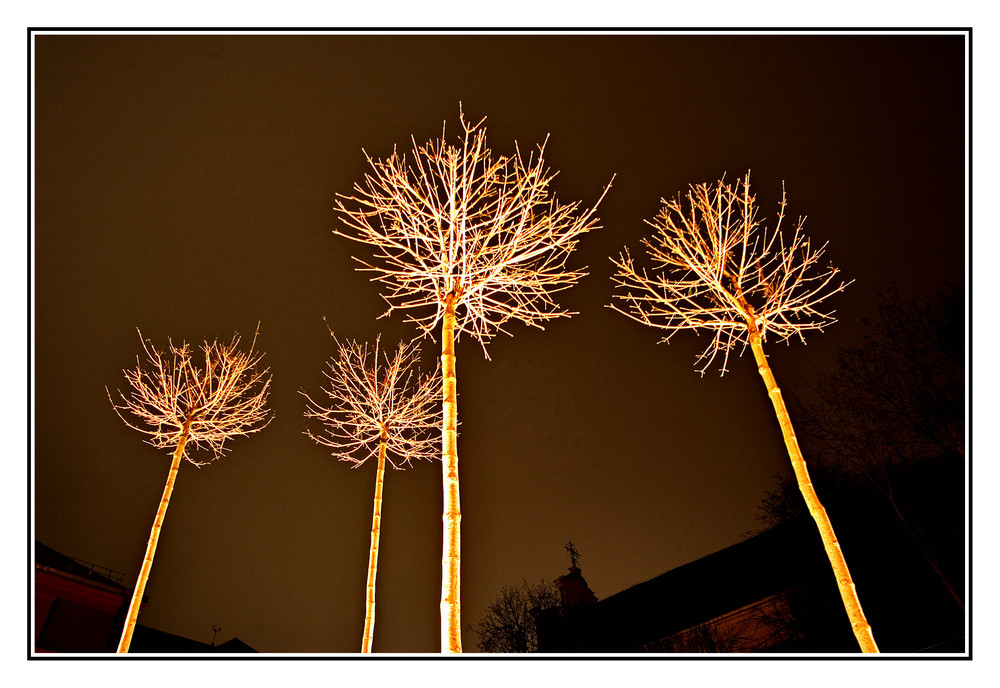 Bäume, die in den Himmel wachsen