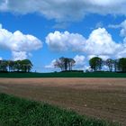 Bäume, die in den Himmel wachsen