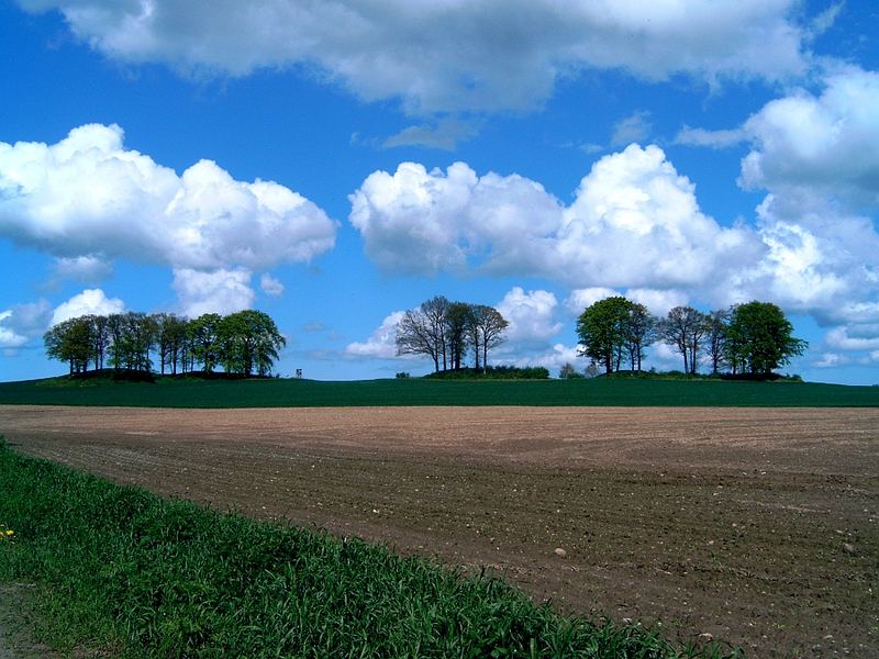 Bäume, die in den Himmel wachsen