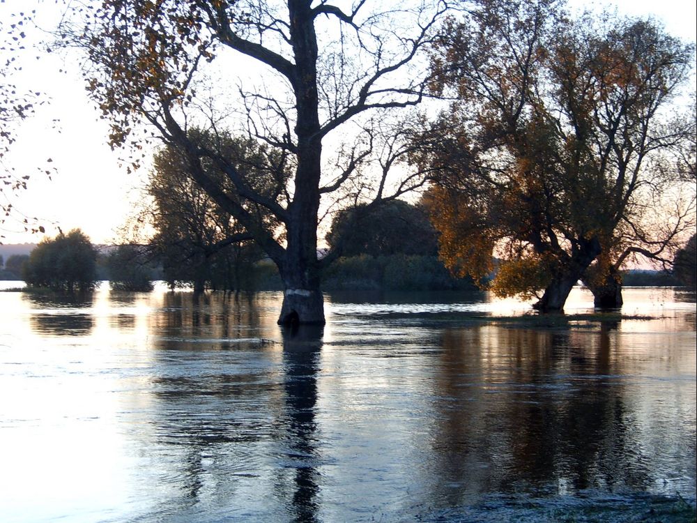 *Bäume die sonst nicht im Wasser stehen*