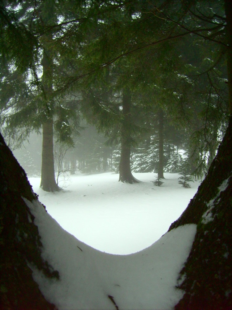 Bäume durch den Baum betrachtet!