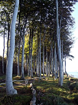 Bäume entlang der Steilküste