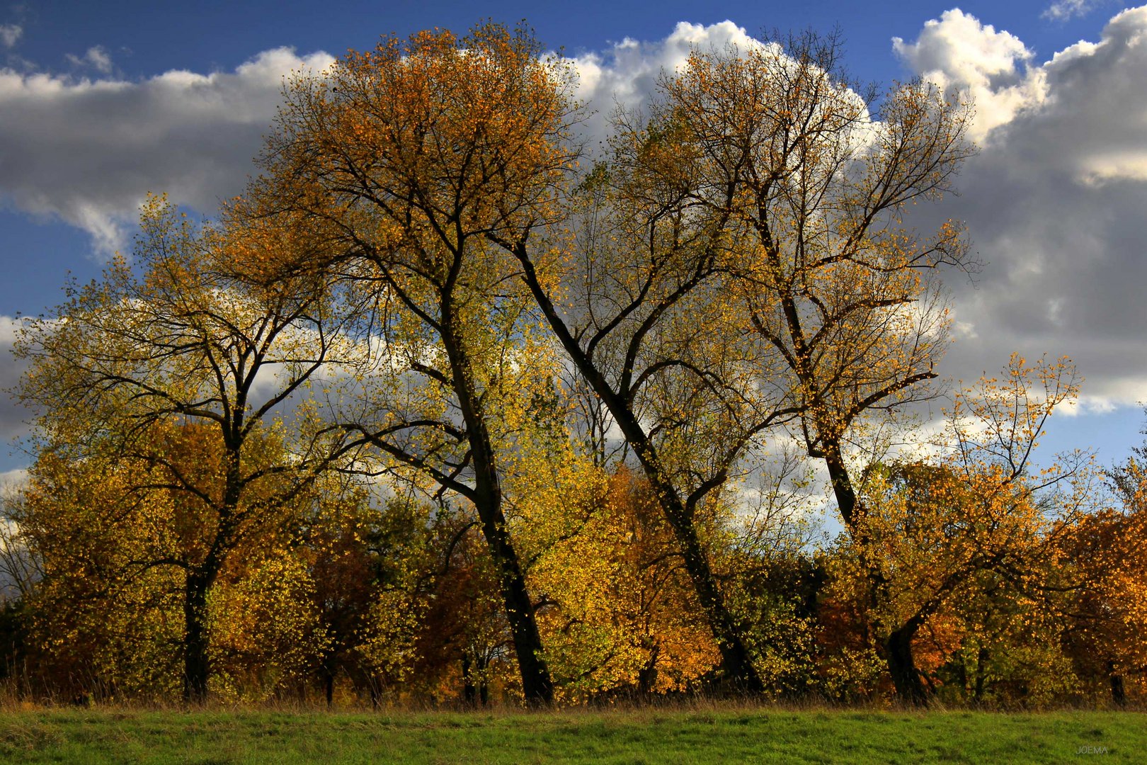 Bäume Foto & Bild | bäume, natur, herbst Bilder auf fotocommunity
