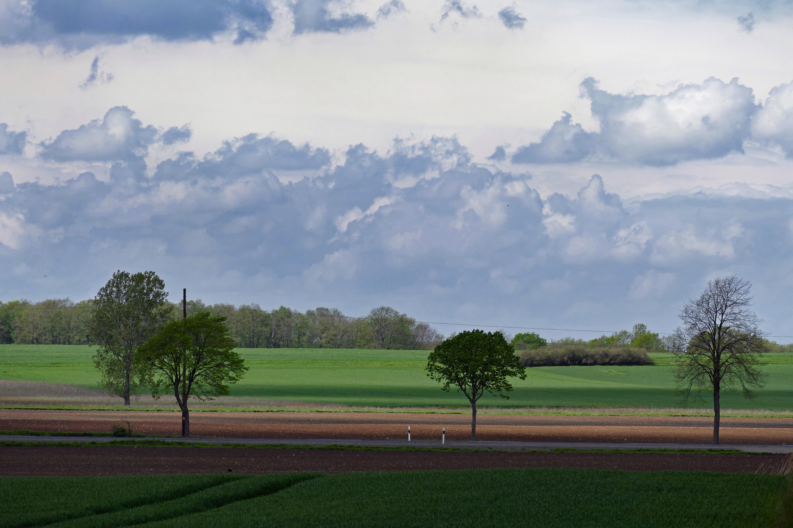 Bäume, Felder und Wolken