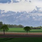 Bäume, Felder und Wolken