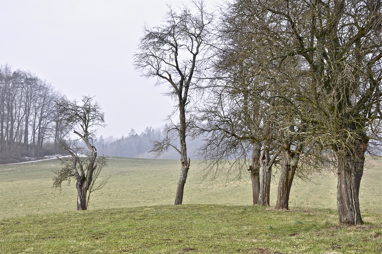 bäume - geborgenheit - ruhe