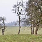 bäume - geborgenheit - ruhe