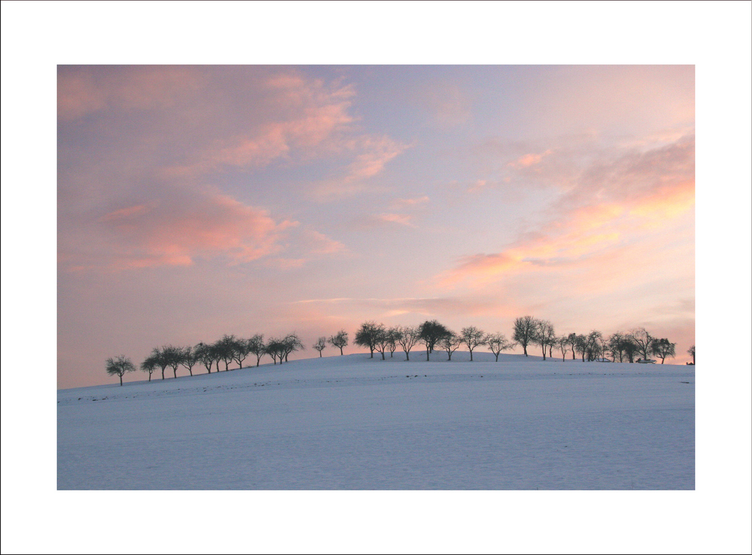 Bäume gegen den Abendhimmel