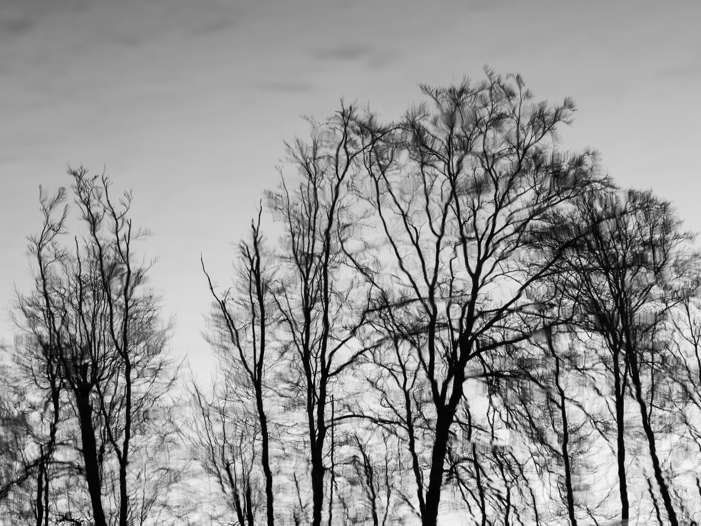 Bäume - gespiegelt