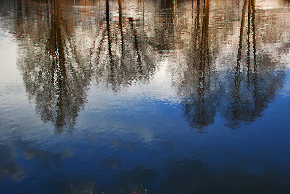 Bäume gespiegelt im Wasser