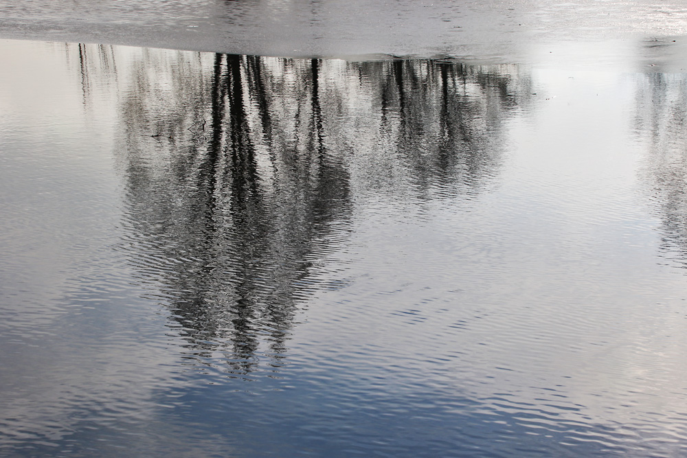 Bäume gespiegelt im Wasser