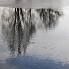 Bäume gespiegelt im Wasser