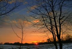 Bäume heute abend im Sonnenuntergang I