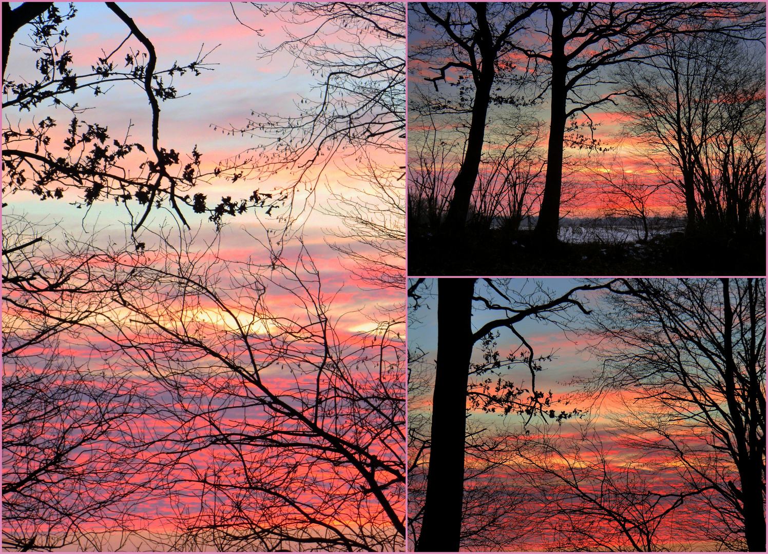 Bäume heute abend im Sonnenuntergang II