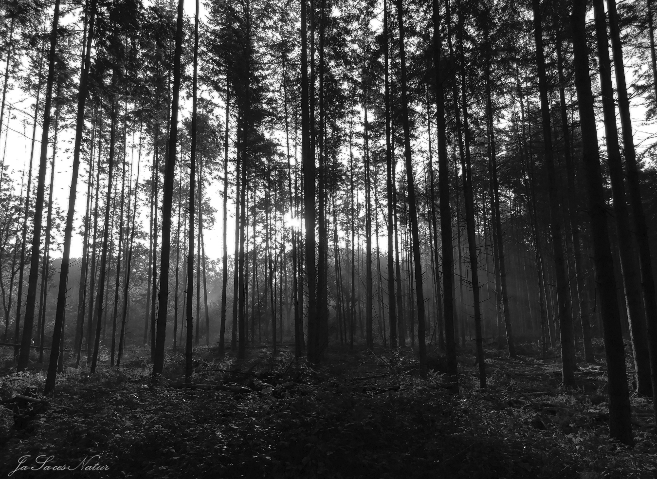 Bäume heute in schwarz-weiß