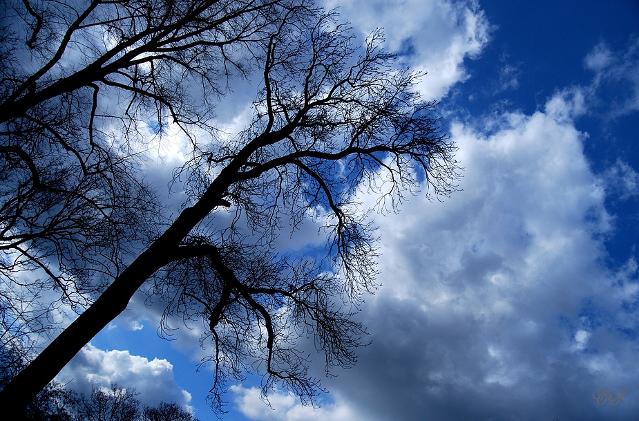 Bäume, Himmel, Wolken