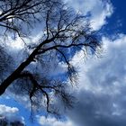 Bäume, Himmel, Wolken