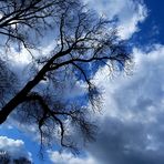 Bäume, Himmel, Wolken