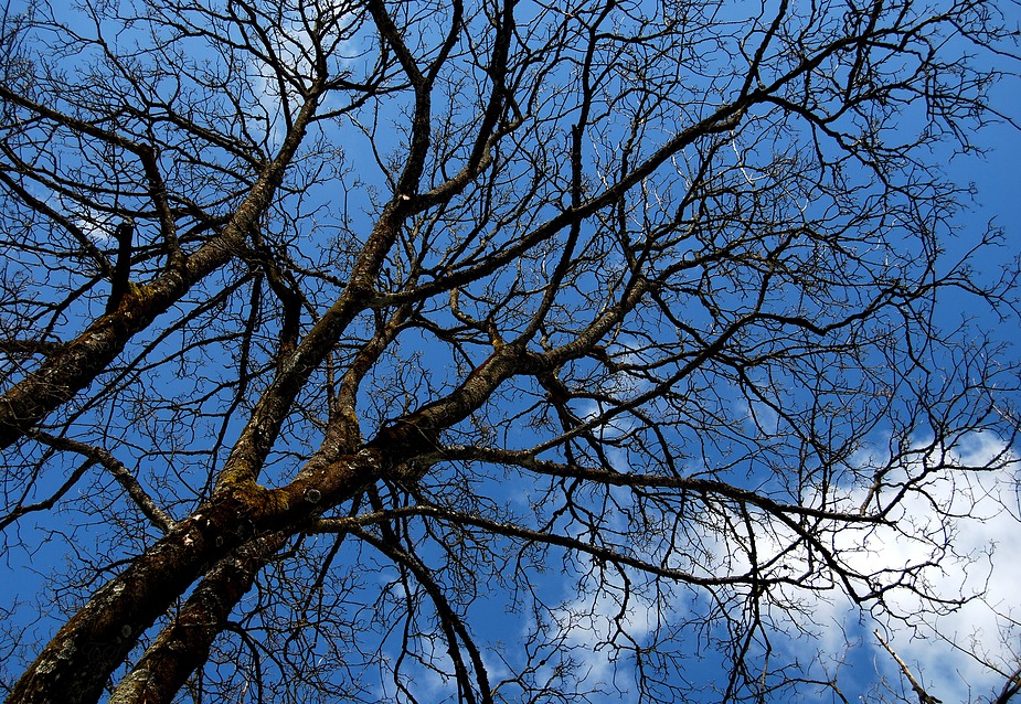 Bäume, Himmel, Wolken II